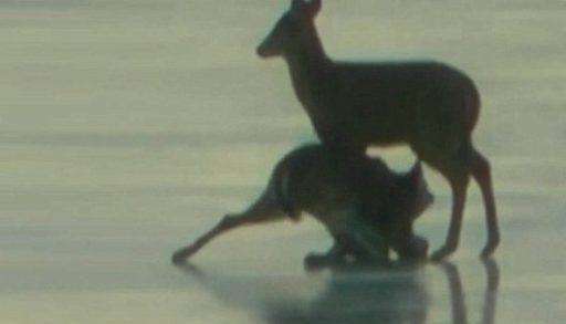 Deer on ice