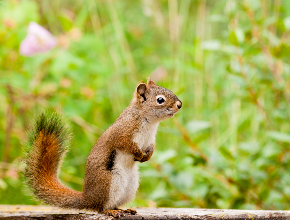 Red squirrel sitting on a piece of wood in front of a green field.