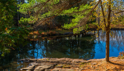 Eels Creek in Petroglyphs Provincial Park on a sunny day.