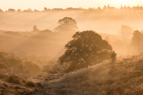 Sun shining through trees enveloped in fog.