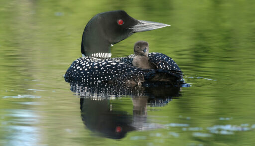 Common loon with a chick on its back.