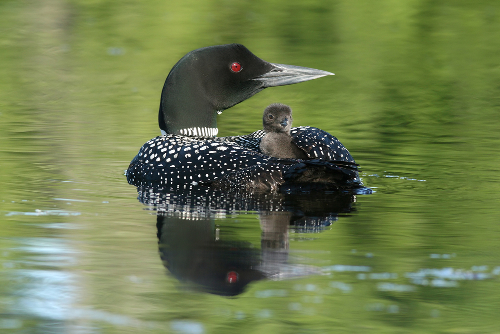 Common loon with a chick on its back.
