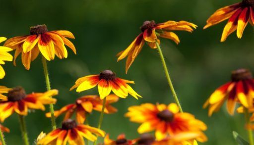 Blackeyed Susan