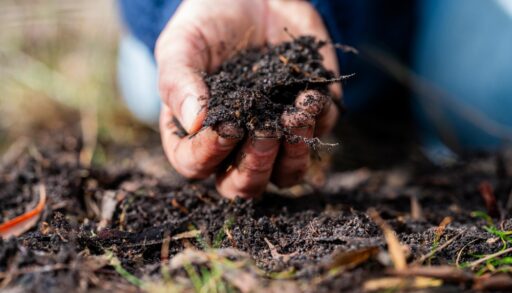 Person holding a pile of compost in their hand.