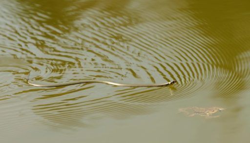 Water snake