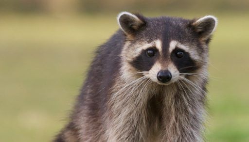 Raccoon