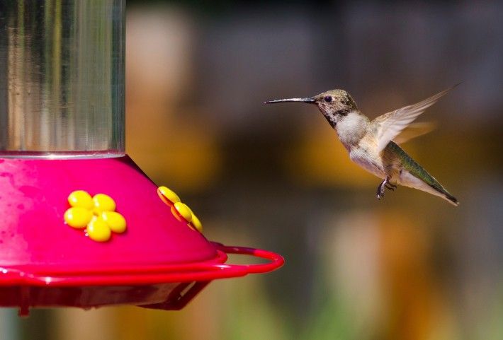 Hummingbird