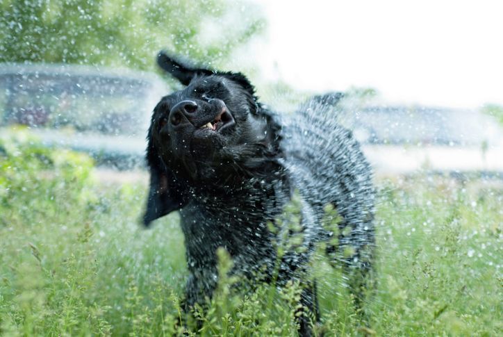 Shaking off water