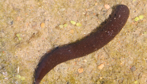 Dark brown horse leech on sand.