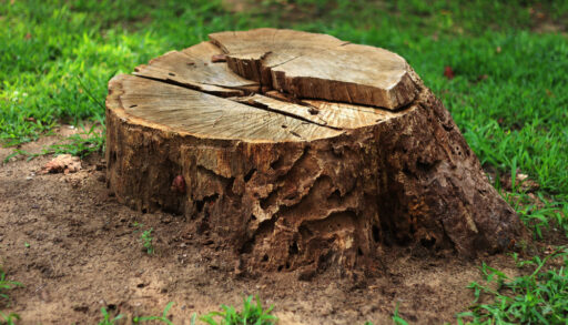 Brown tree stump surrounded by green grass.