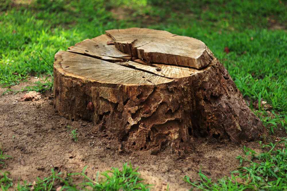 Brown tree stump surrounded by green grass.