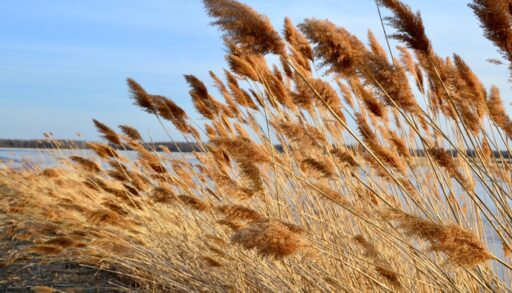 Common reeds along a lake shore.