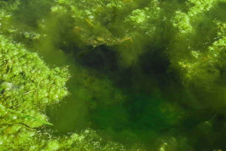 algae