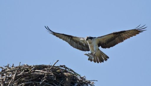 Osprey