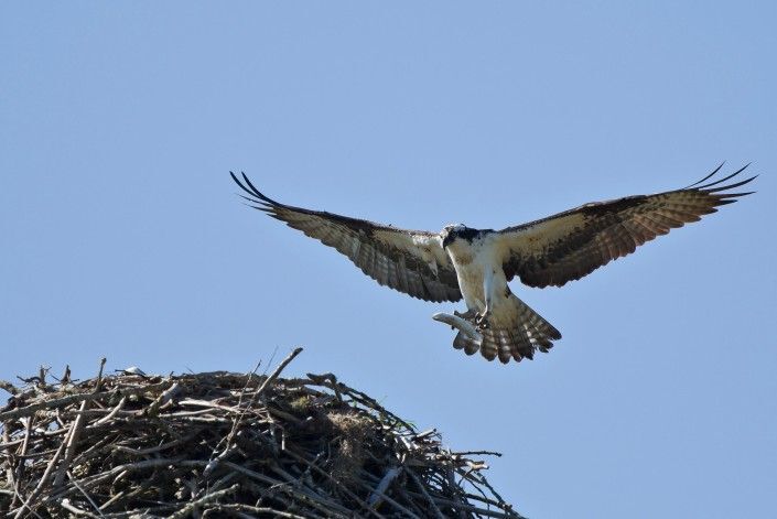 Osprey
