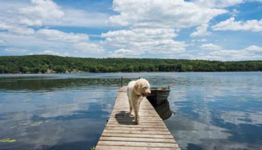 Dog on dock