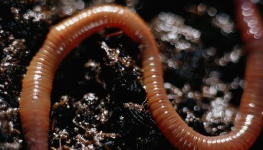 Earthworm