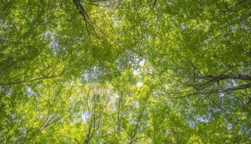 View of the green tree canopy in the Haliburton forest.