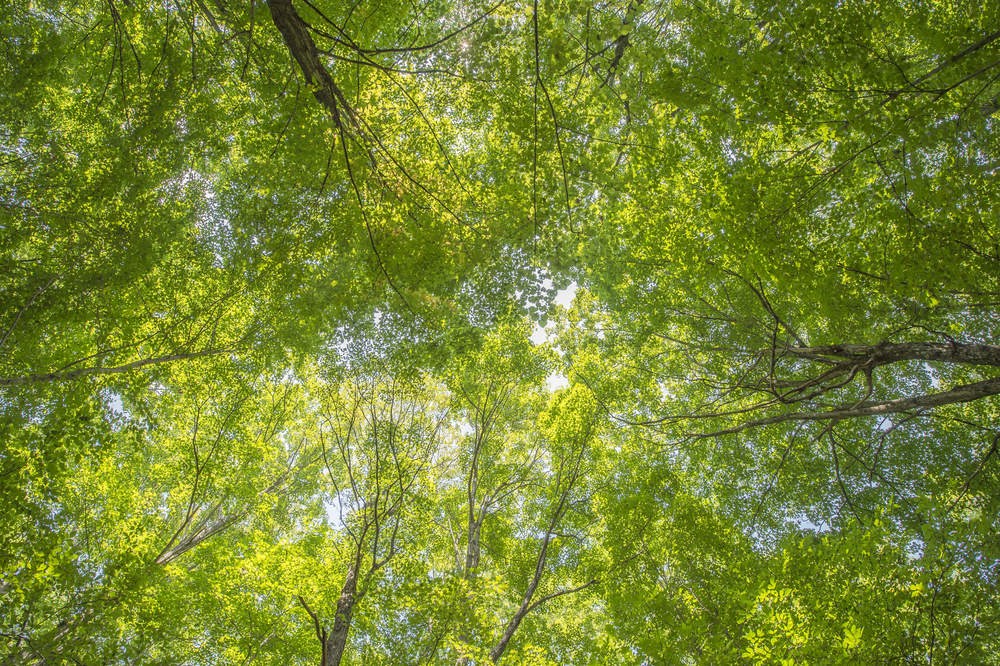 View of the green tree canopy in the Haliburton forest.