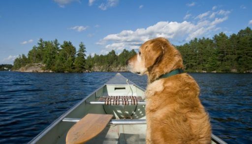 Dog in canoe