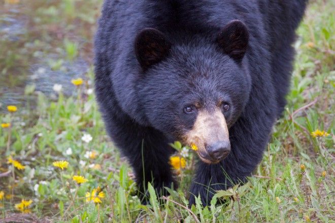 Black bear