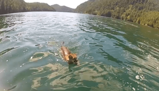 Swimming cougar