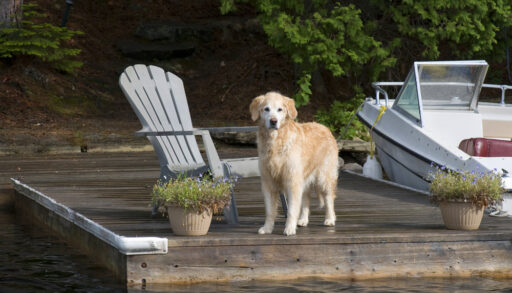 Golden retriever standing on a dock next to a lake.