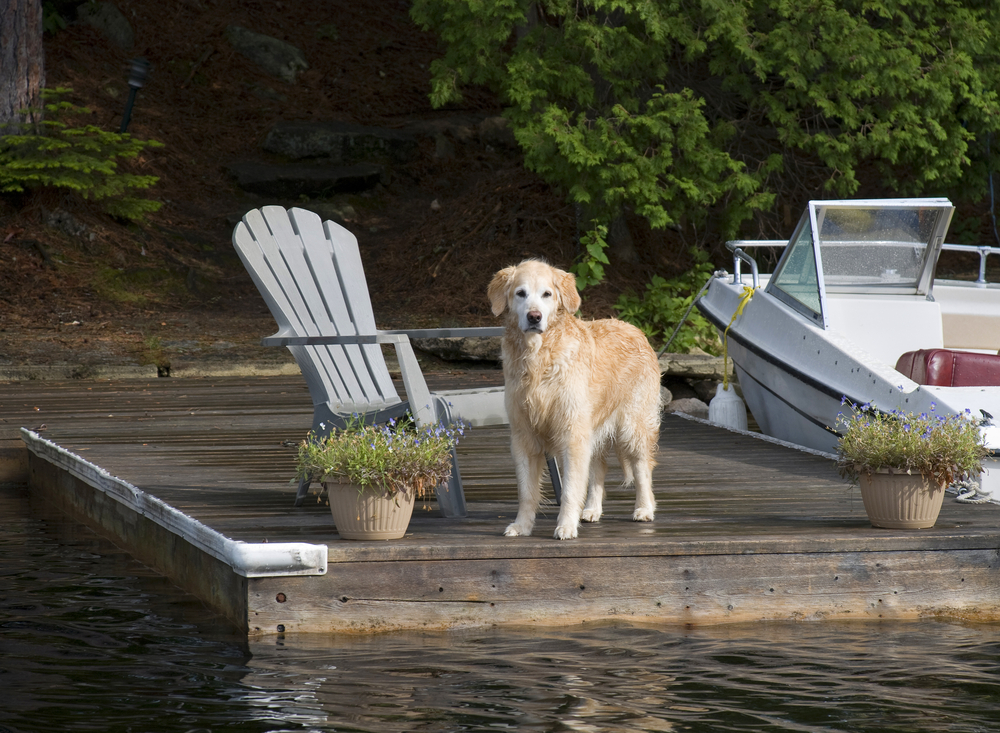 Golden retriever standing on a dock next to a lake.
