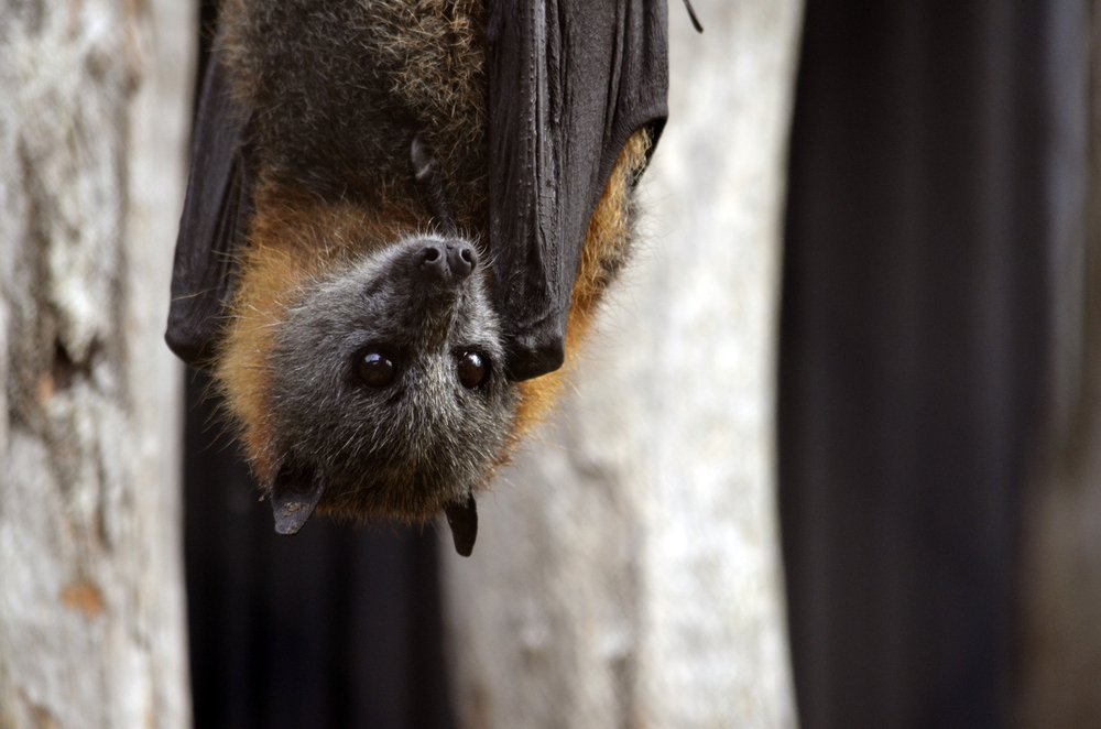 Bat hanging upside down in a forest.