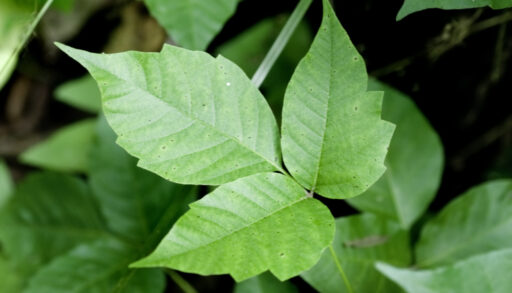 Close-up of green poison ivy leaves.