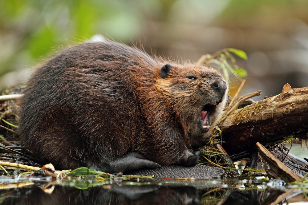 Beaver yawning in a forest.