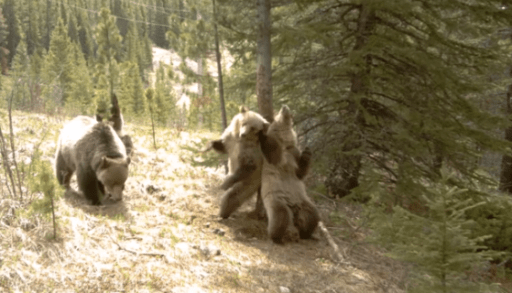 Bears dancing