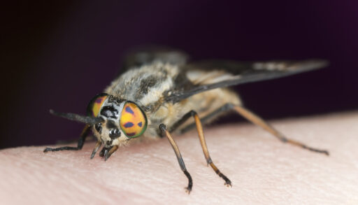 Deerfly on a human arm.