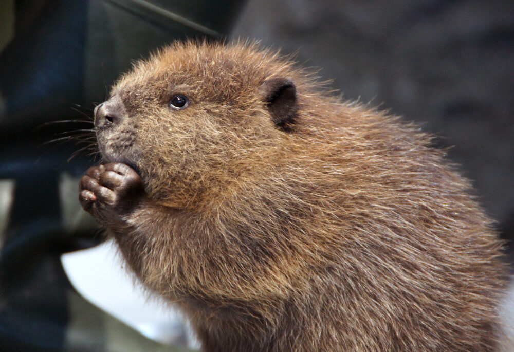 Close-up of a baby beaver.