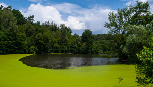 Green algae covers a lake surrounded by trees.