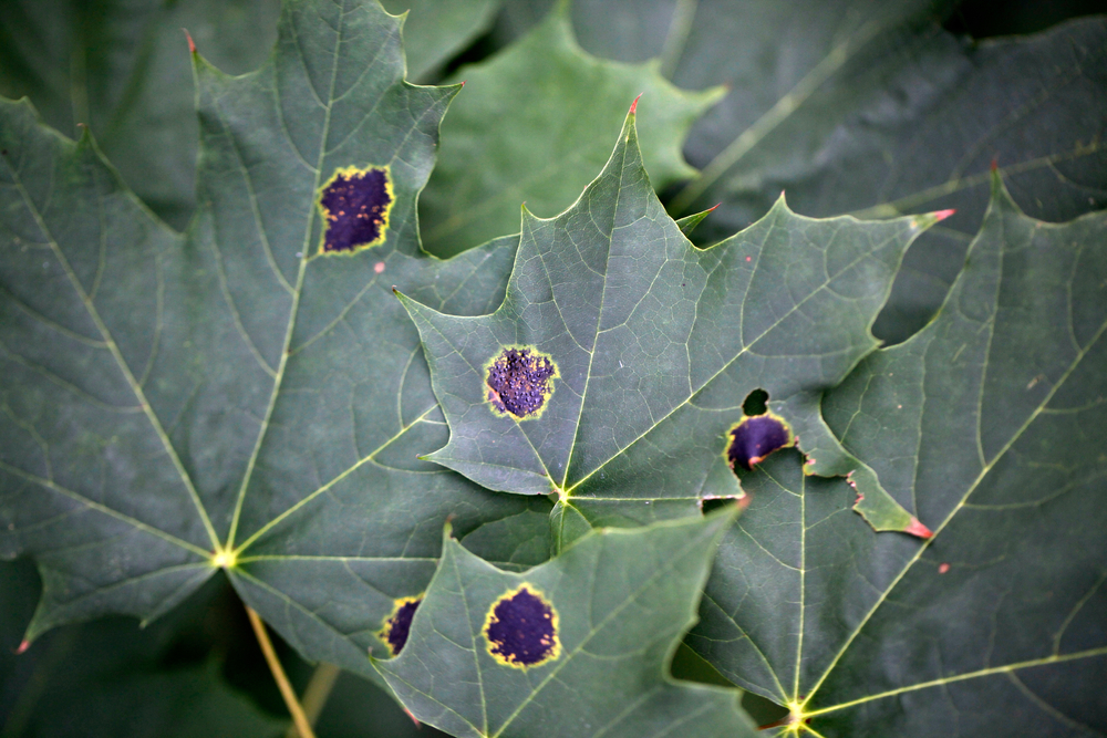 Green maple leaves with black tar spots.