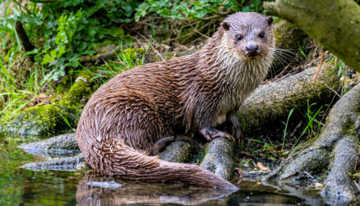 River otter standing on tree roots.