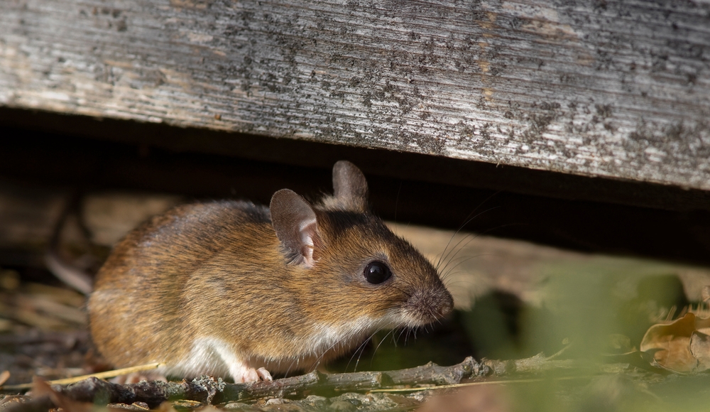 Brown mouse underneath a wooden plank.