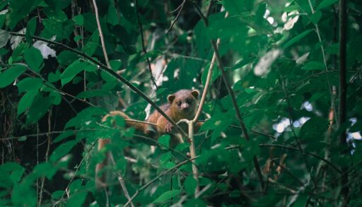 Brown baby olinguito in a tree with green leaves.