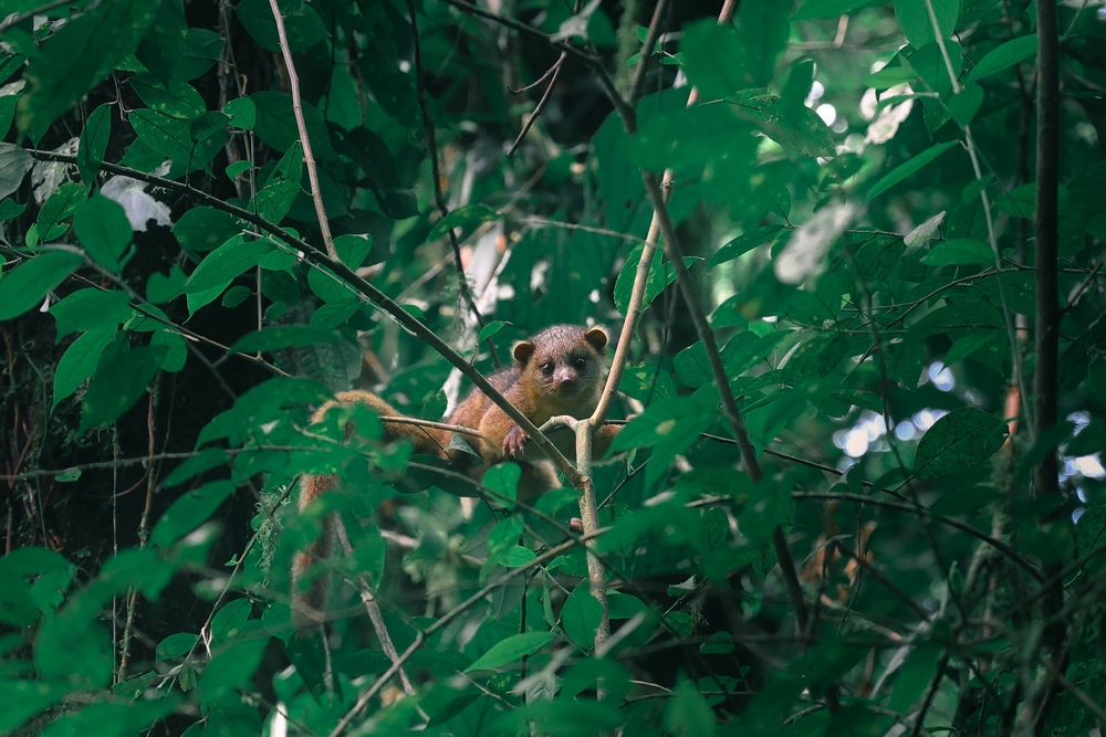 Brown baby olinguito in a tree with green leaves.