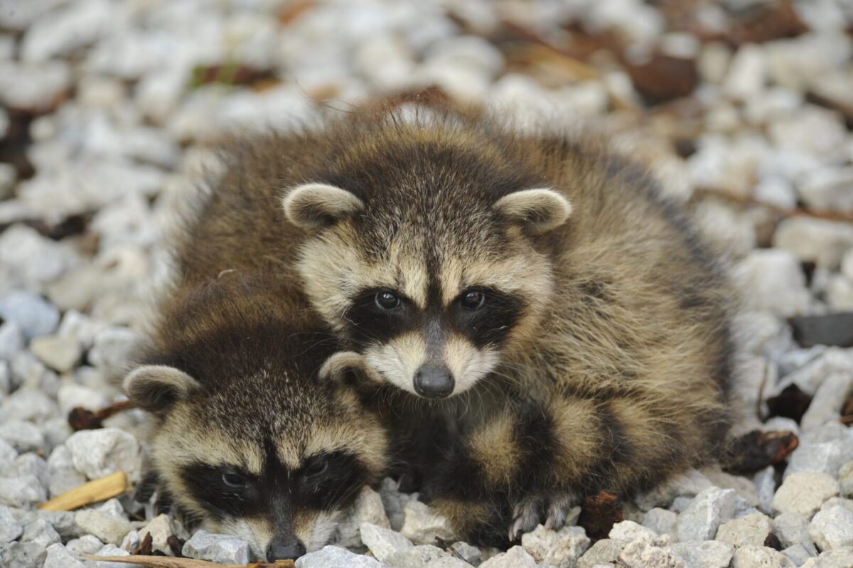 Two baby raccoons lying on top of each other on the ground
