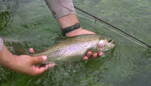 Man holding a fish attached to a fishing rod.