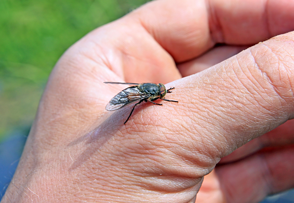 Horsefly on a person's hand.
