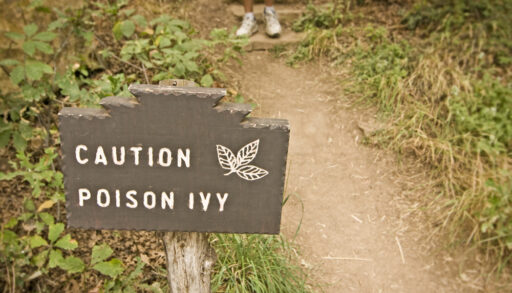 Poison ivy warning sign in front of bushes of poison ivy.