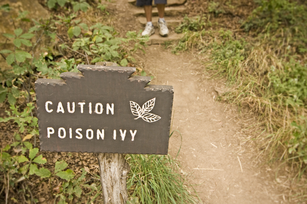 Poison ivy warning sign in front of bushes of poison ivy.