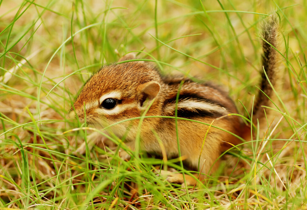 Close-up of a baby chipmunk in a field.