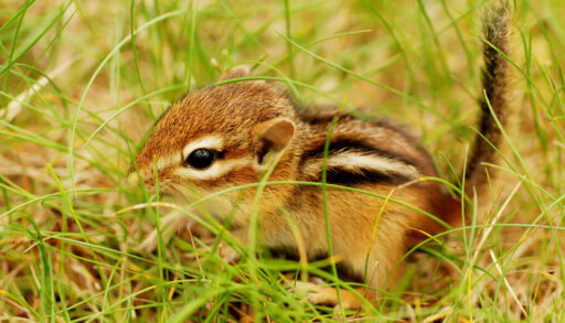 Close-up of a baby chipmunk in a field.