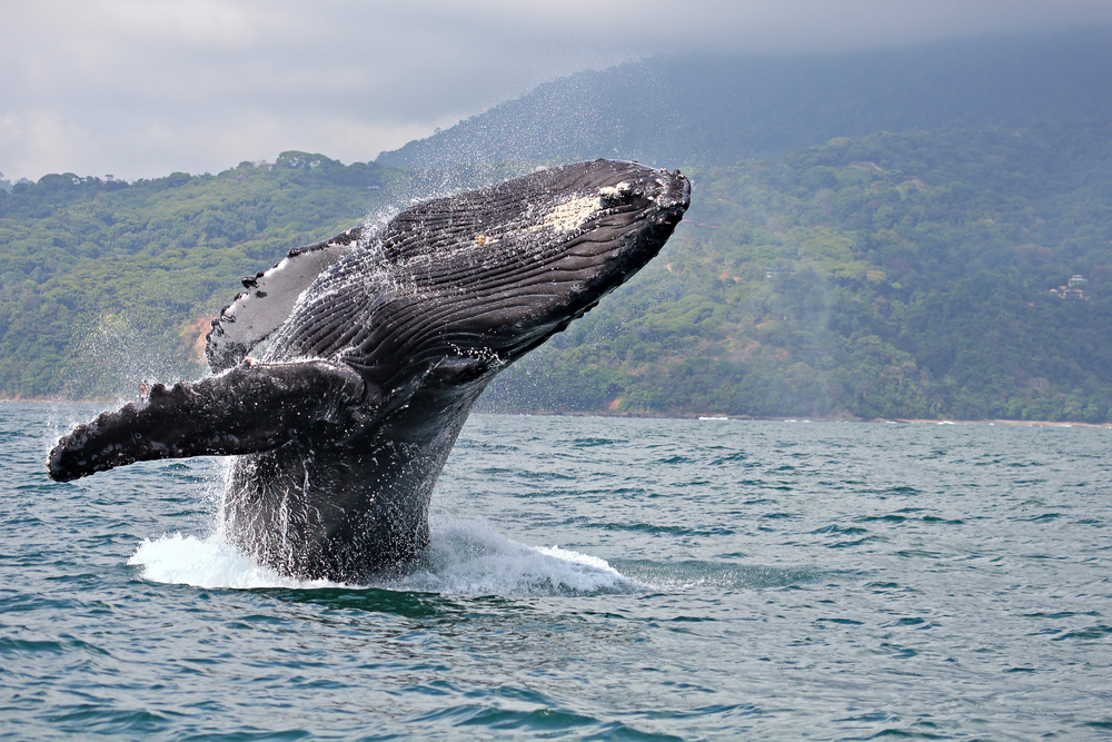 Humpback whale breaching the water.