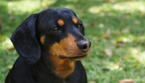 Close-up of a black and brown daschund.