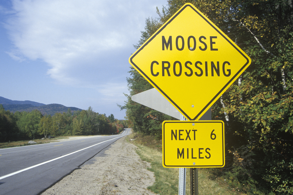 Yellow moose crossing sign next to a highway.